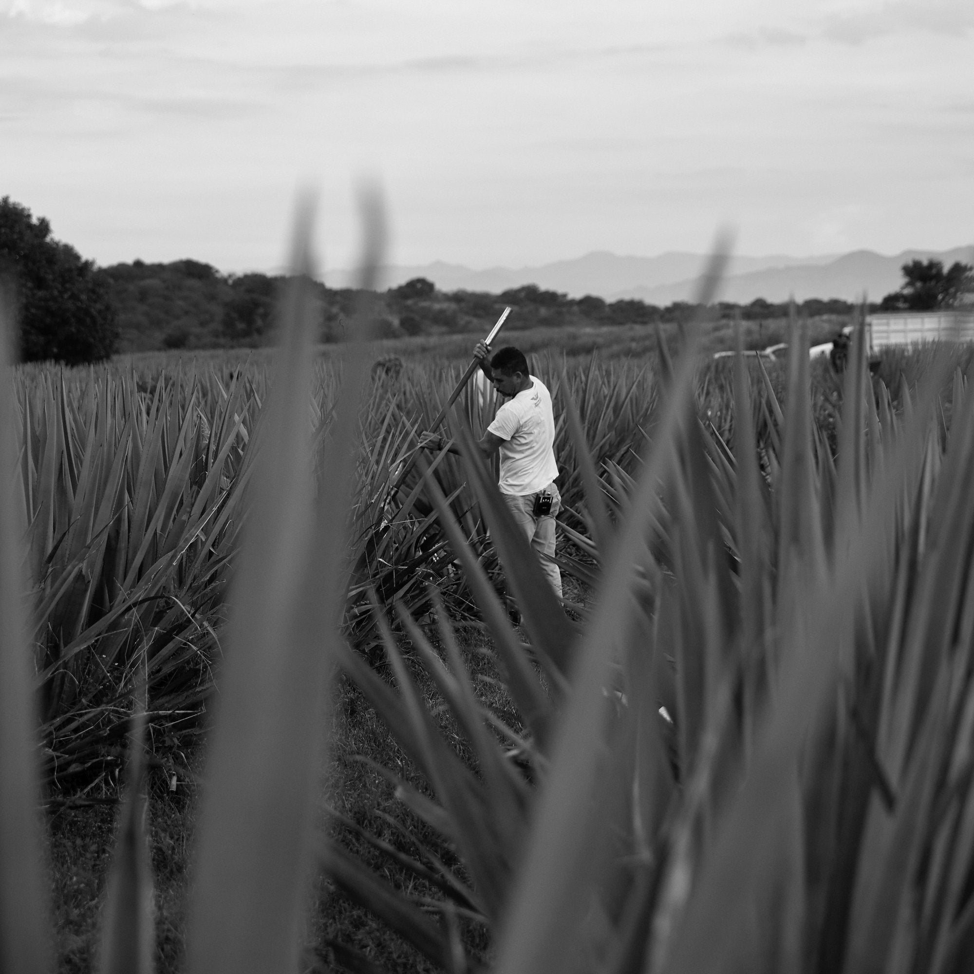 Solento's giveback to Jalisco | The importance of organic